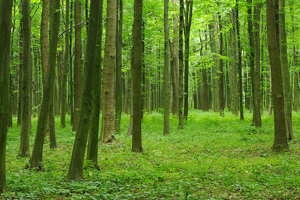 databio intrasoft forestry